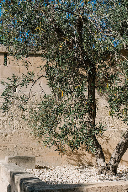 istock olive trees in an old italian city 2228466189