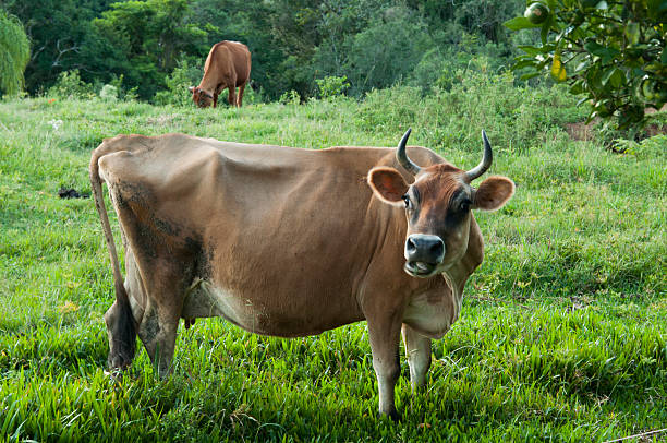 Brown cow in green field, Close-up view.