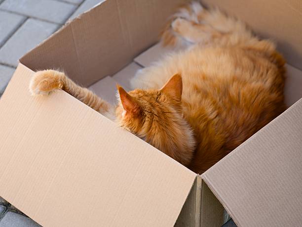 istock Ginger Maine Coon cat lying in cardboard box 2228467262