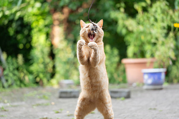 ginger cat is playing with toy on patio, outdoors in summer