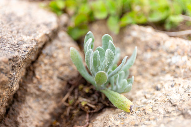 Succulent plant growing on a stone in the garden. Selective focus