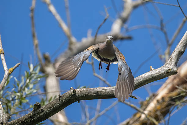 European turtle dove (Streptopelia turtur) flying against a blue sky.