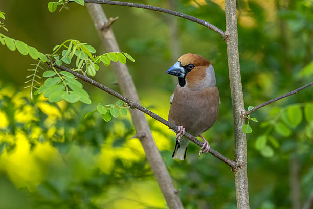 Beautiful male hawfinch (Coccothraustes coccothraustes) perching on a black locust.
