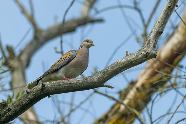 istock Beautiful European turtle dove (Streptopelia turtur) 2228468890