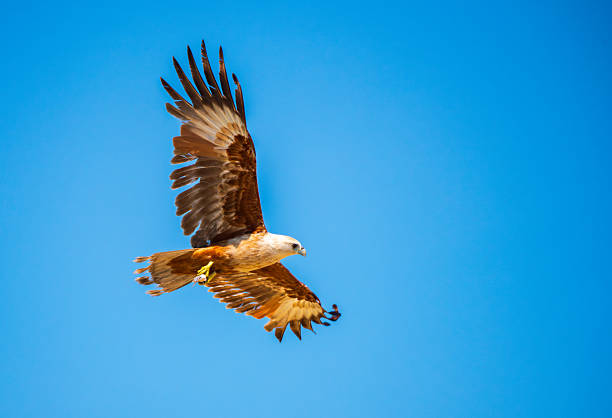 istock Brahminy Kite soars through the clear blue sky with wings fully spread and eyes focused. 2228469571
