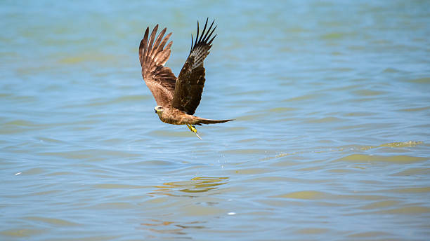 istock Eagle swoops low over the water with its wings fully spread, clutching its prey as droplets trail behind 2228469723