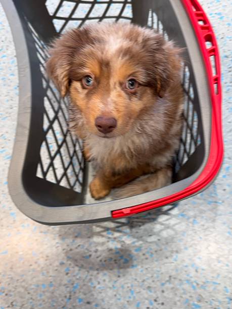 istock A Playful Puppy Happily Nestled Inside a Laundry Basket Filled with Soft Bedding Items 2228469805