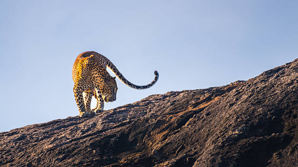 istock Sri Lankan leopard strides across a sunlit rock, its powerful frame poised with elegance against the clear sky of Yala National Park. 2228471986