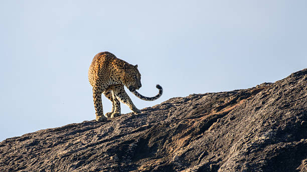 istock Sri Lankan leopard strides across a sunlit rock, its powerful frame poised with elegance against the clear sky of Yala National Park. 2228472055