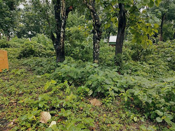 istock tree branch and leaves nature background, organic greenery texture 2228472265