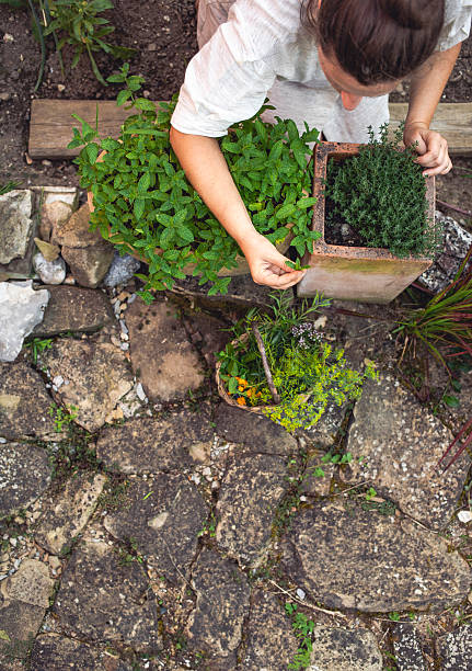 Baskets with fresh herbs (basil, sage,oregano,chive) in the garden.