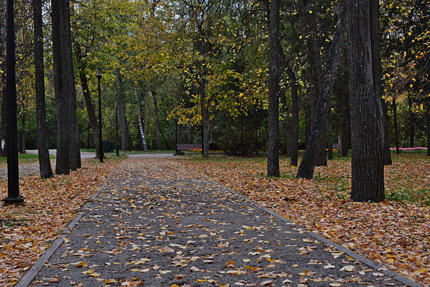 istock empty Autumn Path in the Park with Fallen Leaves 2228478790