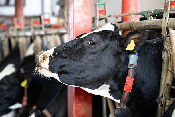 Cow in dairy farm.