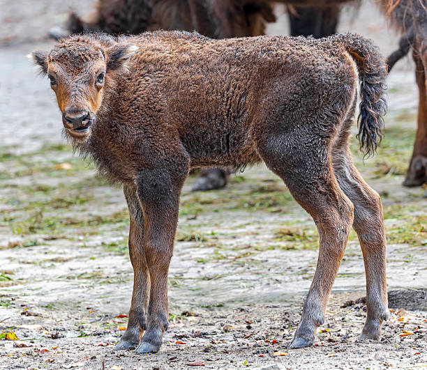 Frontal close up of a young European bison (Bos bonasus)