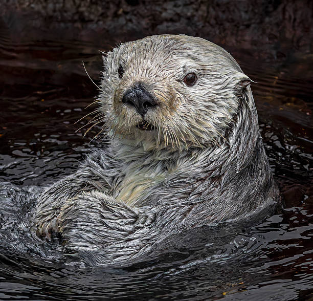 istock Frontal Close up view of a sea otter (Enhydra lutris) 2228481564