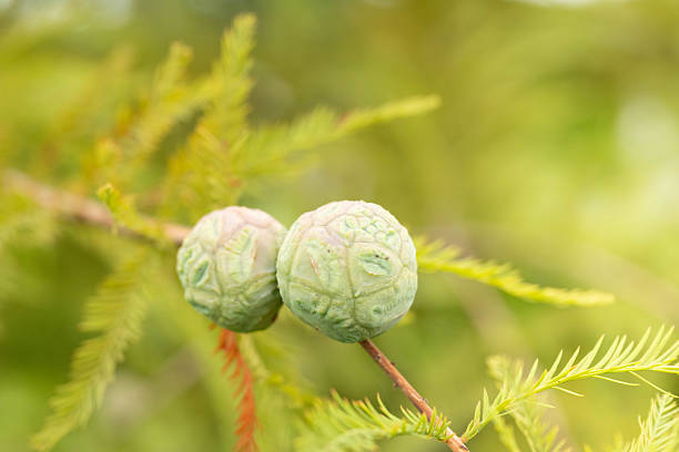The gnarled, and knobby, developing fruit or cones of a bald cypress tree, Taxodium distichum, close-up.
