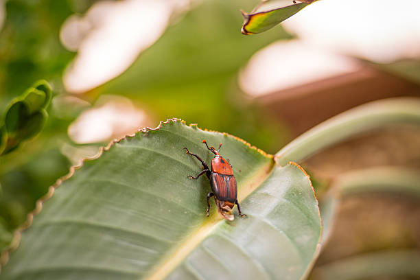 istock Close-up of a red and black palm weevil 2228485721