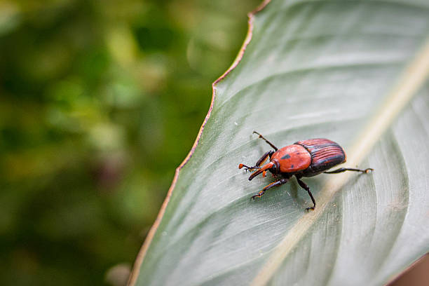 istock Close-up of a red and black palm weevil 2228485754
