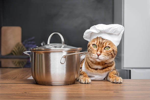istock Bengal cat dressed as a chef with a saucepan in the kitchen. 2228487082
