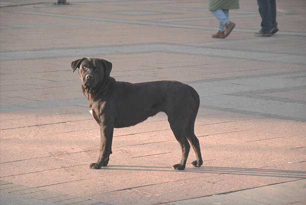 Abandoned dog at the town square