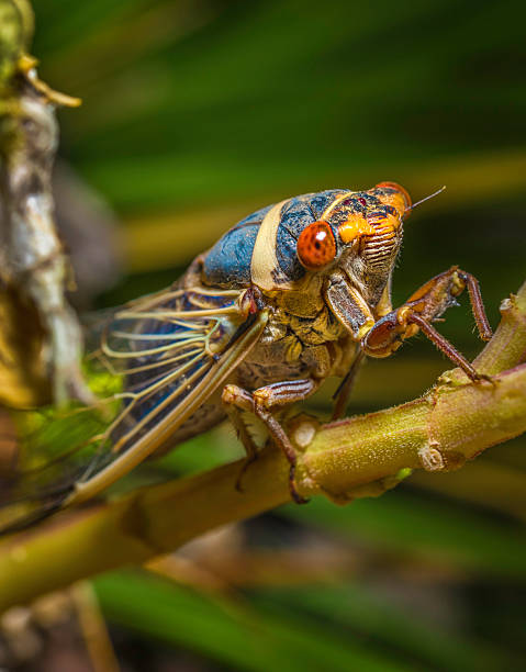 istock captivating macro front, side view of a blue colored cicada on a plant 2228487888