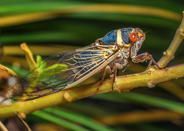 istock detailed macro side view of a blue colored cicada on a plant 2228487891