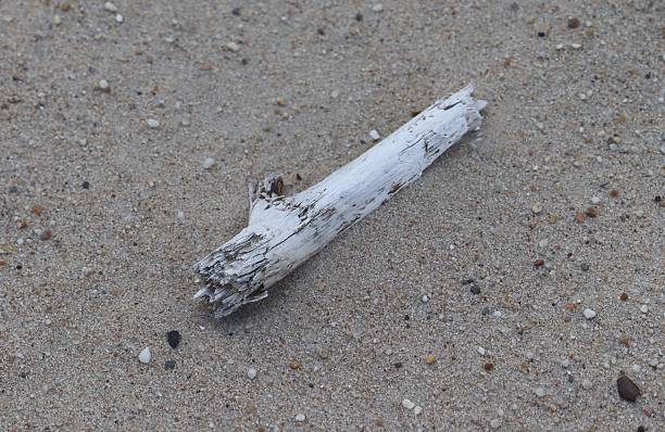 Branch in the sand