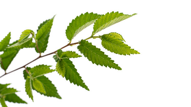 istock Bright green leaves adorned with delicate texture 2228489900