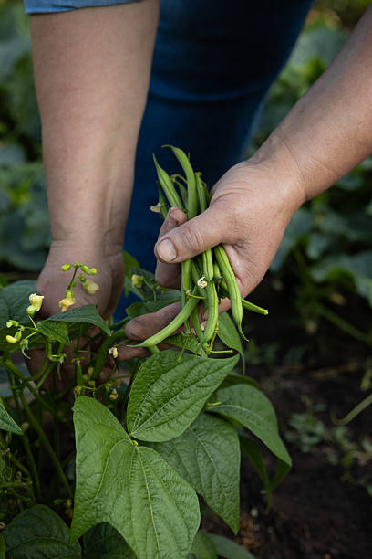 istock Harvesting green beans in garden vegetables growing 2228489949