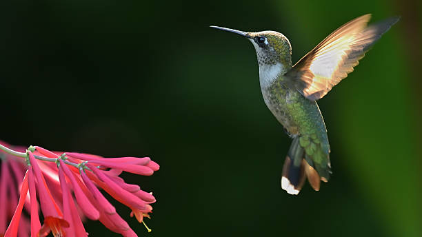 istock Ruby-throated hummingbird and coral honeysuckle 2228491276