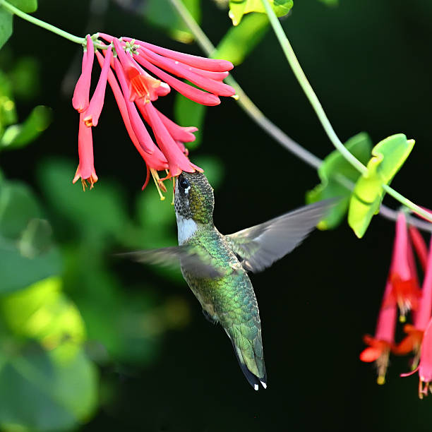 Ruby-throated hummingbird dipping into coral honeysuckle stock photo