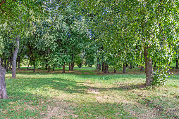 The sunny park with its lush green grass, tall trees and scattered shade creates a peaceful and natural atmosphere. An idyllic landscape, ideal for walking, relaxing and enjoying nature on a warm summer day.