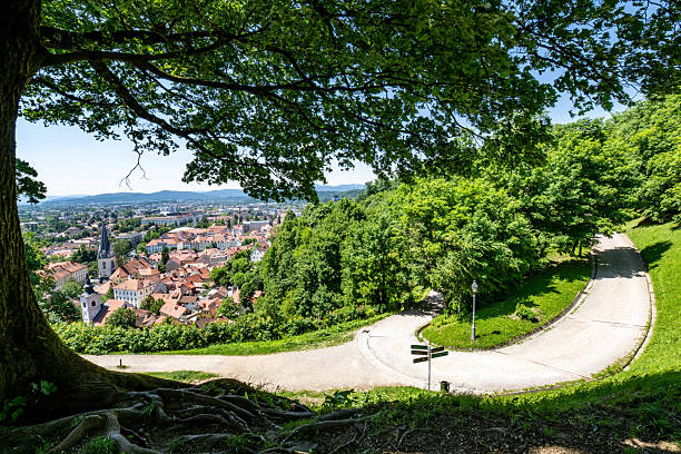 Wide-angle view of Ljubljana's medieval architecture and serpentine pathway descending from hilltop viewpoint, naturally framed by overhanging tree branches and verdant foliage