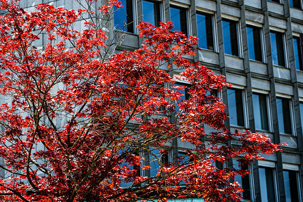 A vibrant red-leafed tree stands in strong contrast to a modern urban office building with reflective windows, highlighting nature amidst city architecture.