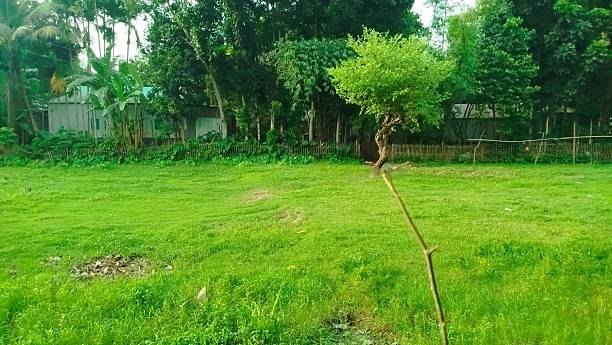 istock Beautiful Green Grass Field Under Clear Sky 2228494271