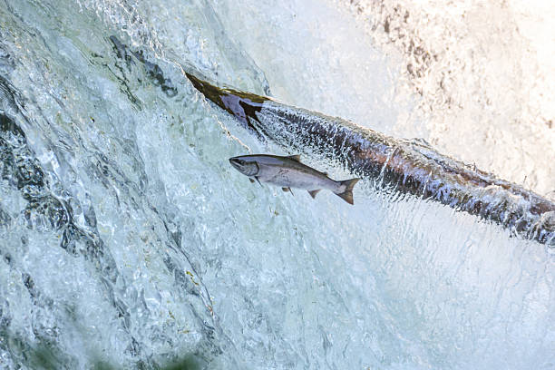 istock Salmon Leaping Upstream in a Powerful Waterfall, Sakura Waterfall, Hokkaido, Japan 2228495292