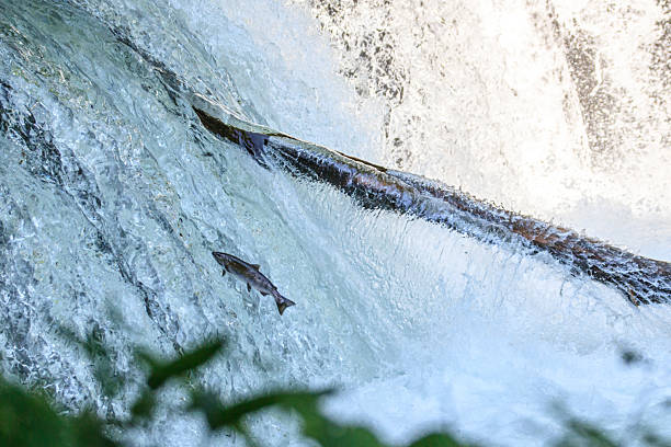 istock Salmon Leaping Upstream in a Powerful Waterfall, Sakura Waterfall, Hokkaido, Japan 2228495294