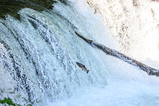 istock Salmon Leaping Upstream in a Powerful Waterfall, Sakura Waterfall, Hokkaido, Japan 2228495392