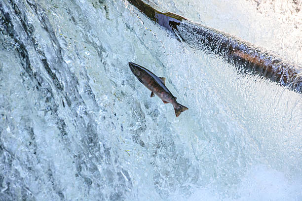 istock Salmon Leaping Up Sakura Waterfall in Hokkaido, Japan 2228495415