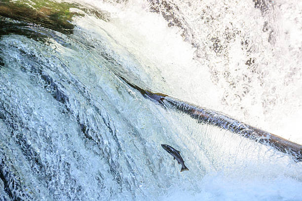 istock Salmon Leaping Upstream in a Powerful Waterfall, Sakura Waterfall, Hokkaido, Japan 2228495487