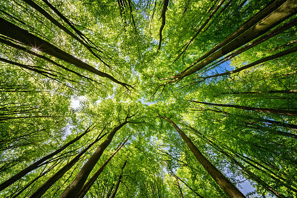 istock Green Forest Canopy with Sunlight and Blue Sky 2228495523