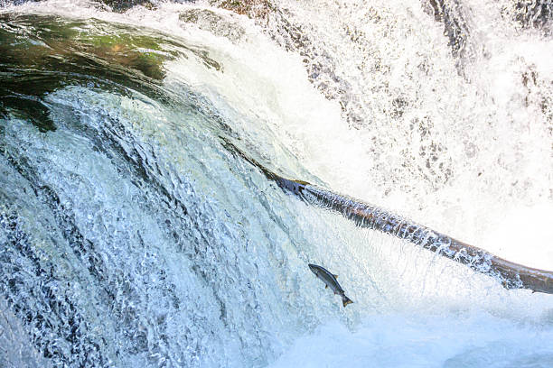istock Salmon Leaping Upstream in a Powerful Waterfall, Sakura Waterfall, Hokkaido, Japan 2228495617
