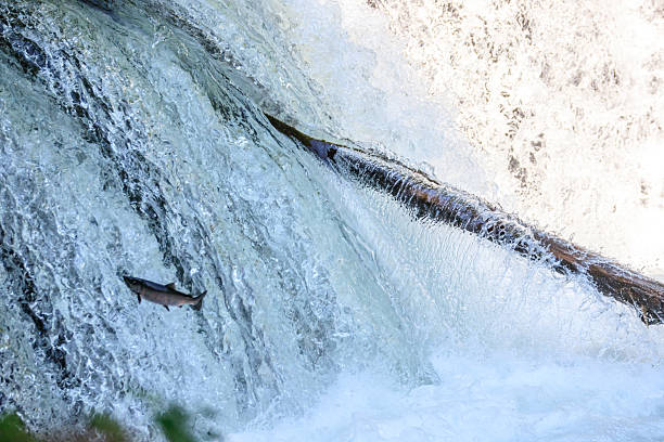 istock Salmon Leaping Upstream in a Powerful Waterfall, Sakura Waterfall, Hokkaido, Japan 2228495640