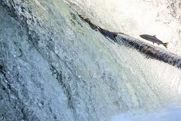 istock Salmon Leaping Up Sakura Waterfall in Hokkaido, Japan 2228495815