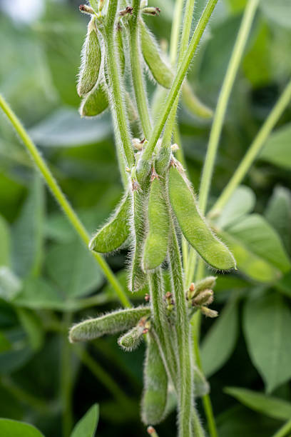 istock Green soybean pods 2228496688