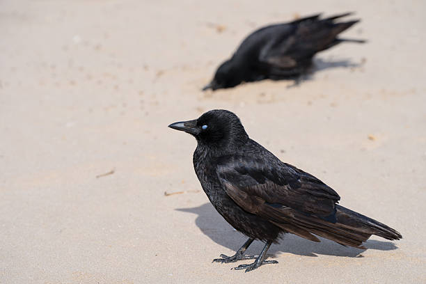 istock A European jackdaws on a beach 2228496792