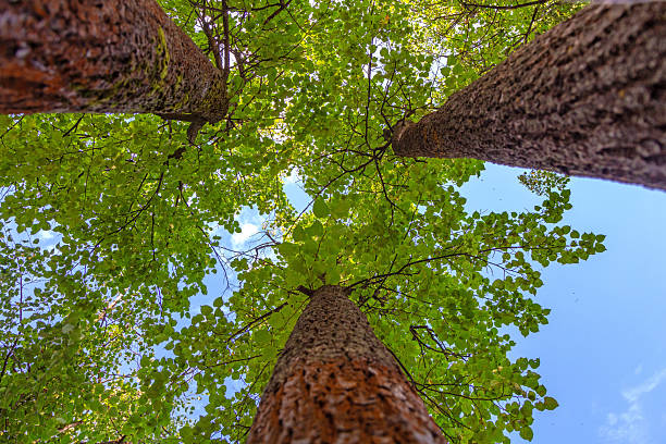 View from below of tall trees with rough bark and fresh green foliage against a bright blue sky. A natural background symbolizing the growth, freshness and tranquility of a summer forest.