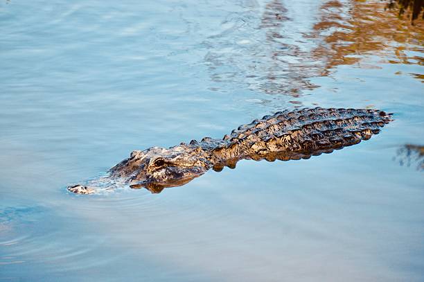 istock Alligator lurking in the Everglades waters, Florida 2228497796