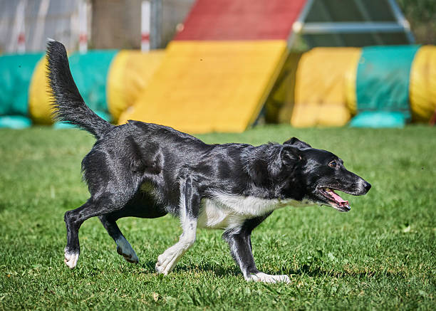 istock Border Collie in Agility competition. Dog sport. Training, competition 2228497985