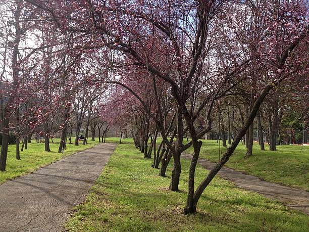 istock Flowering plum trees with delicate pink blossoms bordering cobblestone pathway in spring park landscape near L'Aquila, Abruzzo, Italy 2228498026